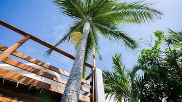 Un grand palmier surmonté d’une structure de balcon en bois.
