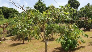 Un arbre aux feuilles vertes et aux fruits non mûrs, situé dans une zone herbeuse.