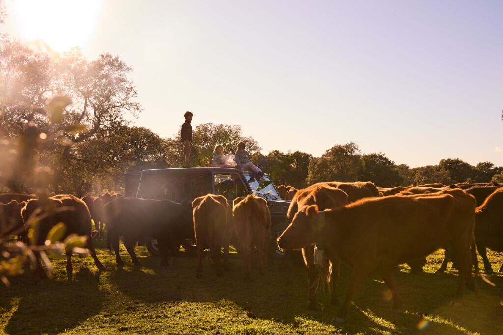 A herd of cattle in a field with a vehicle and a person standing nearby.