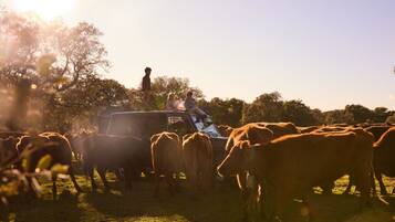 A herd of cattle in a field with a vehicle and a person standing nearby.