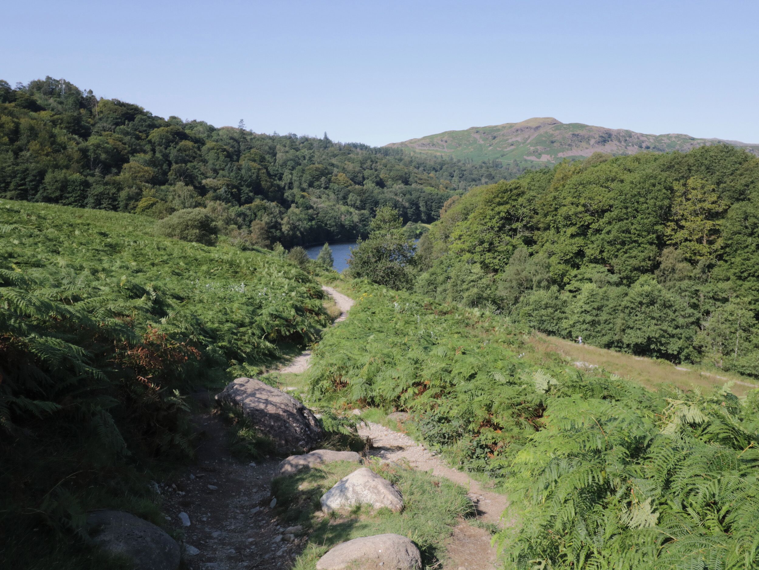 A natural landscape with a dirt path, dense greenery, and a lake in the distance.