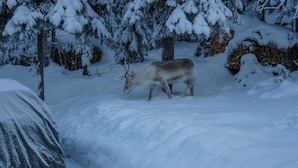A snowy landscape with a deer in a forest. - Mustikka by Interhome (Kuusamo)