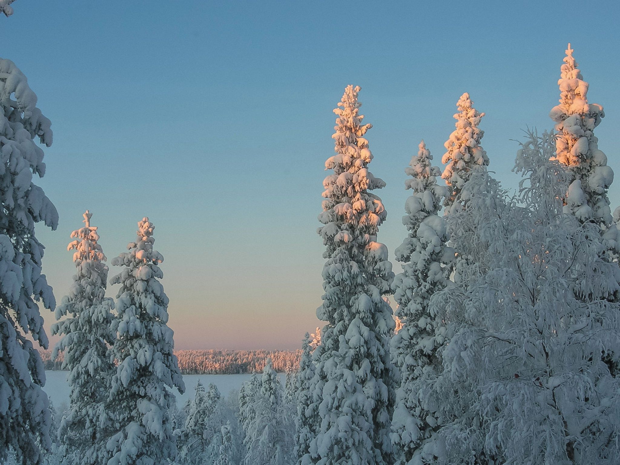 A snowy landscape with tall, snow-covered trees and a clear sky.
