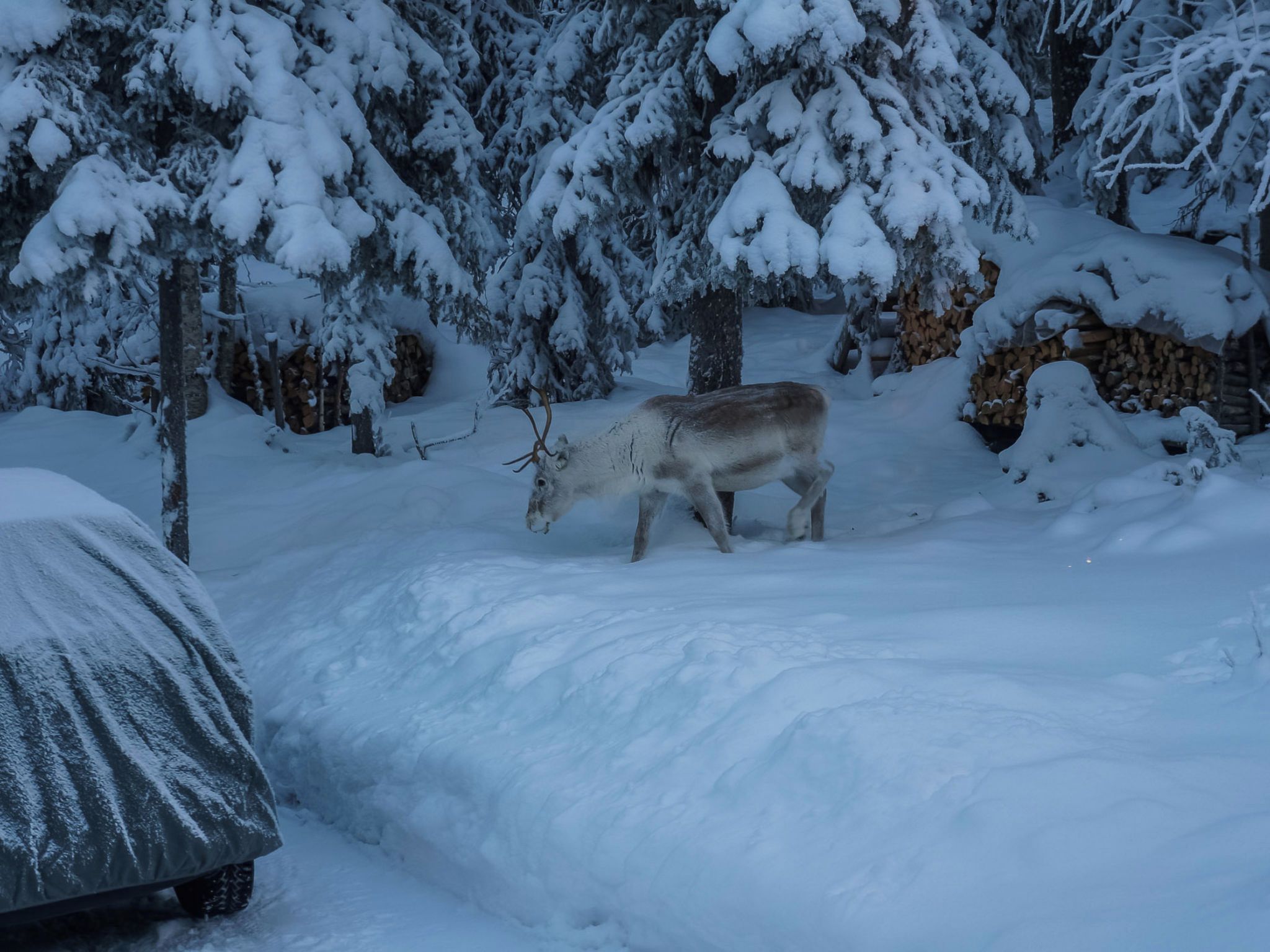 A snowy landscape with a deer in the foreground and trees in the background.