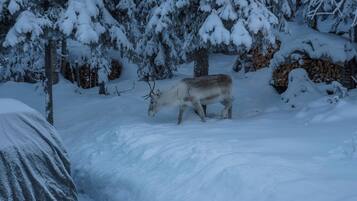 A snowy landscape with a deer in the foreground and trees in the background.