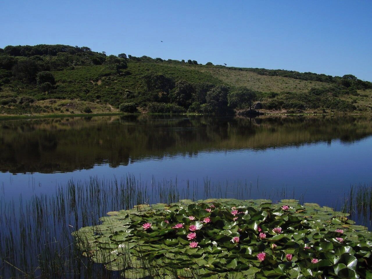 A calm lake with lily pads and pink flowers in the foreground, surrounded by a hilly landscape.