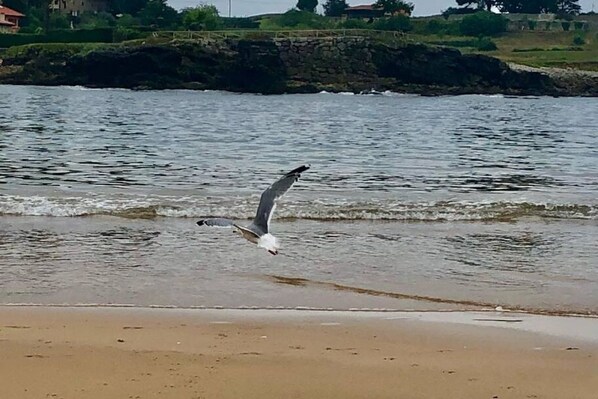 Un goéland vole au-dessus d’une plage, avec l’eau en arrière-plan.