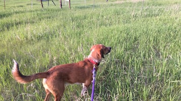 Lemmikkiystävällinen