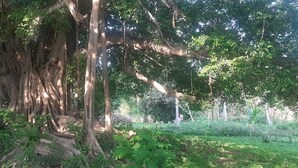Uma floresta densa com árvores grandes e vegetação rasteira espessa.