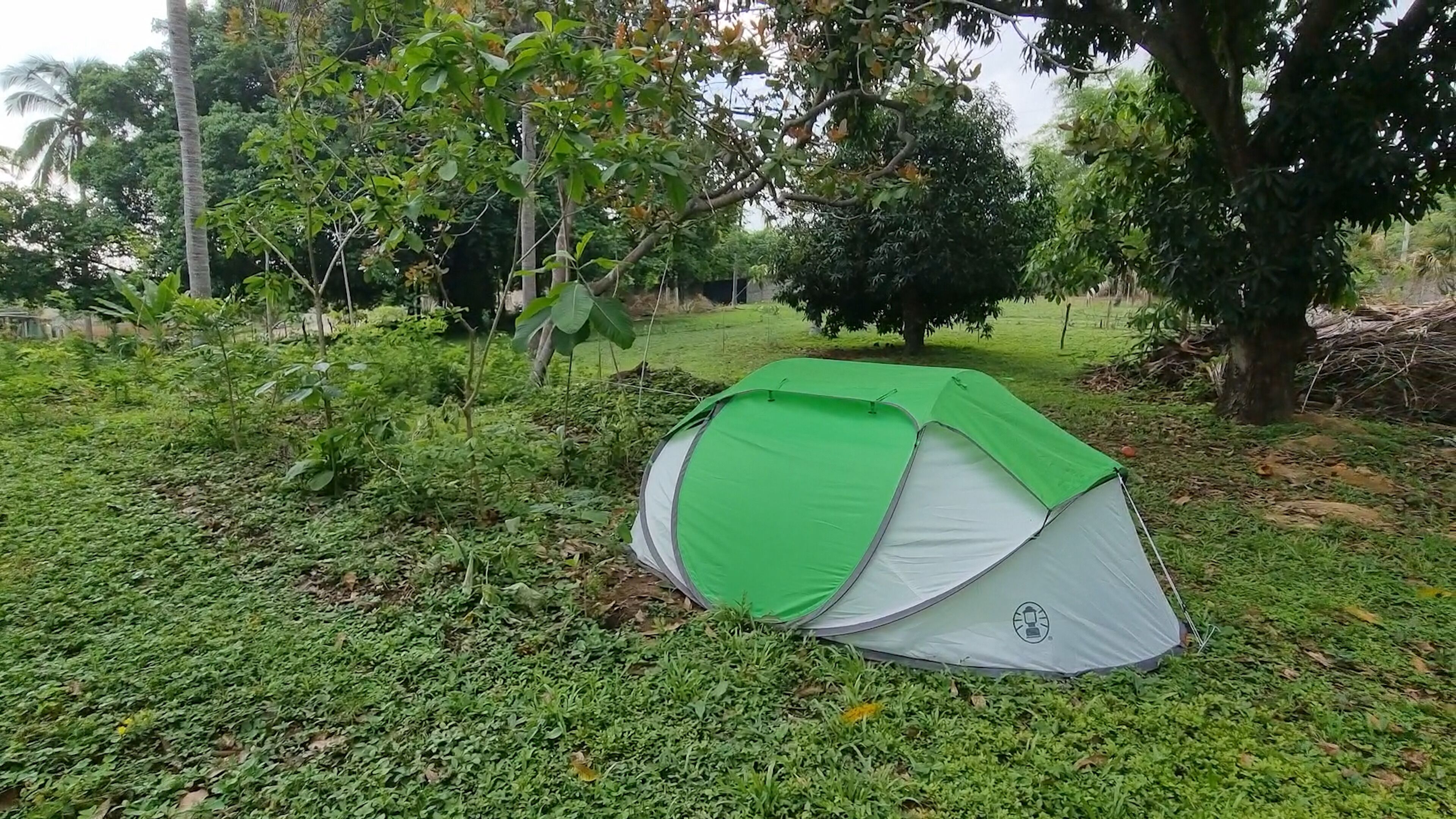 A green and white tent set up in a grassy area with trees in the background.