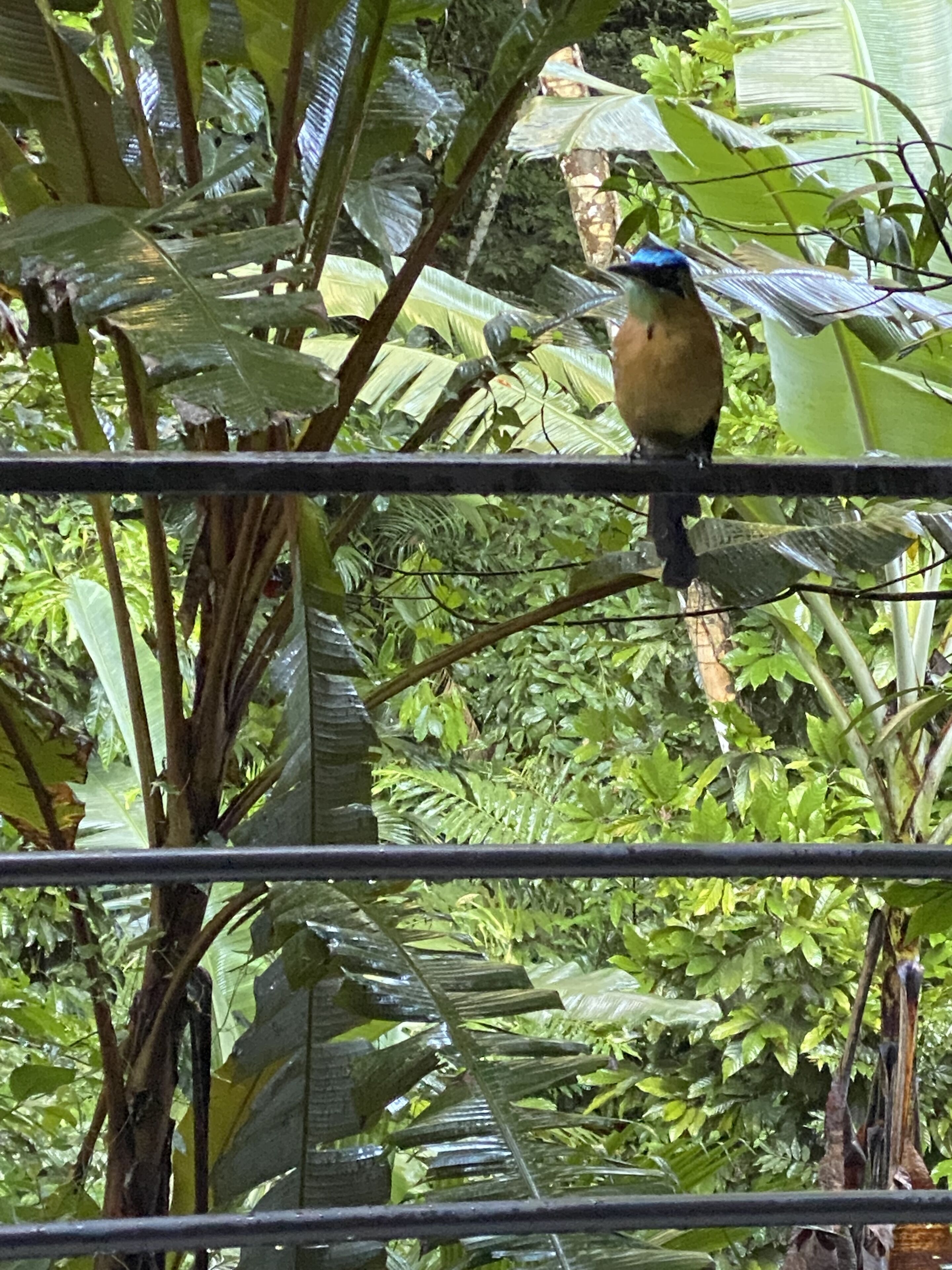 Een vogel zit op een metalen leuning, omringd door weelderige groene begroeiing.