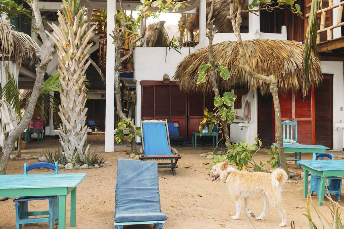 A beachside area with outdoor seating and a dog.