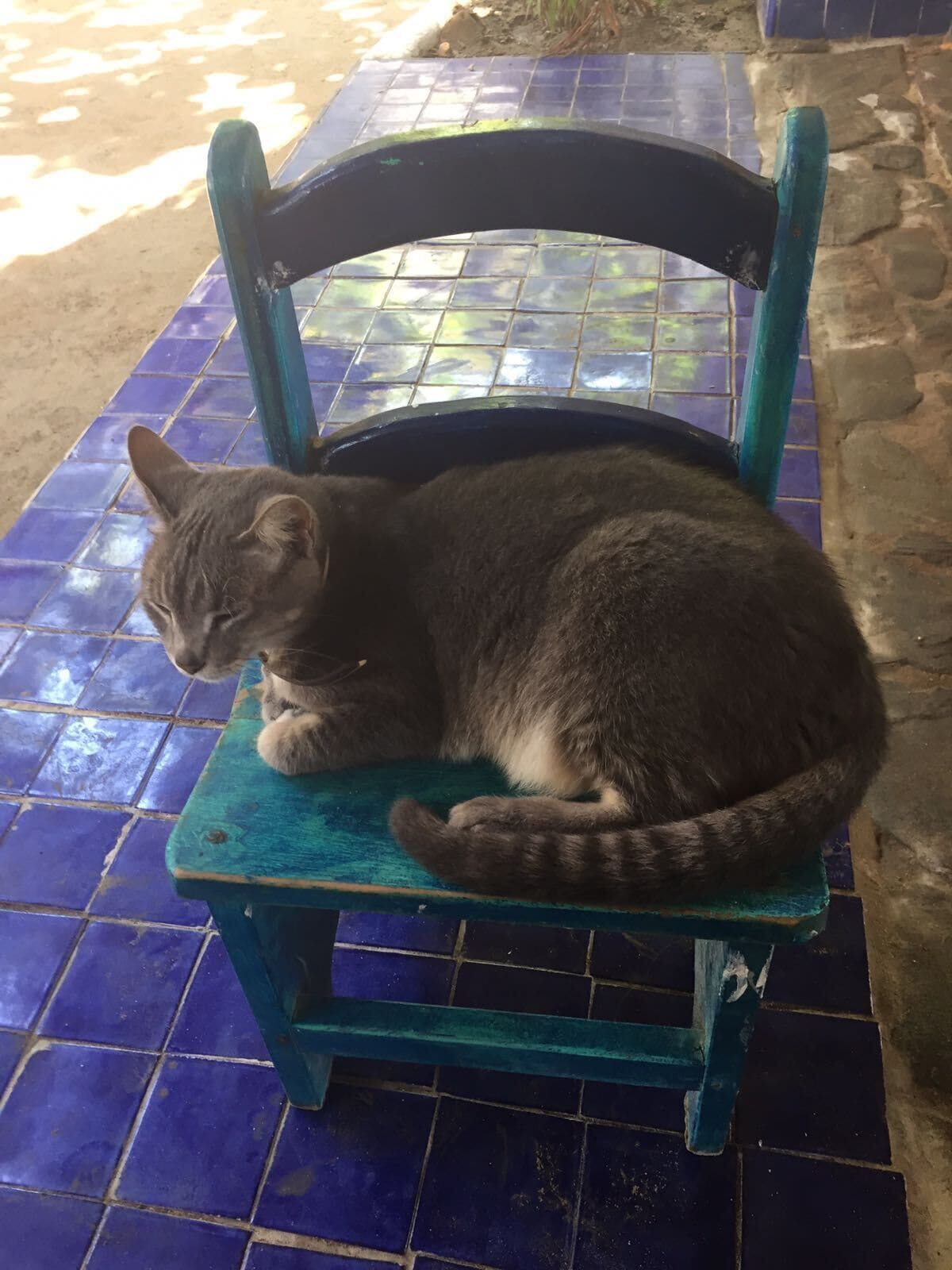Un chat est assis sur une chaise bleue et verte, devant un sol carrelé.