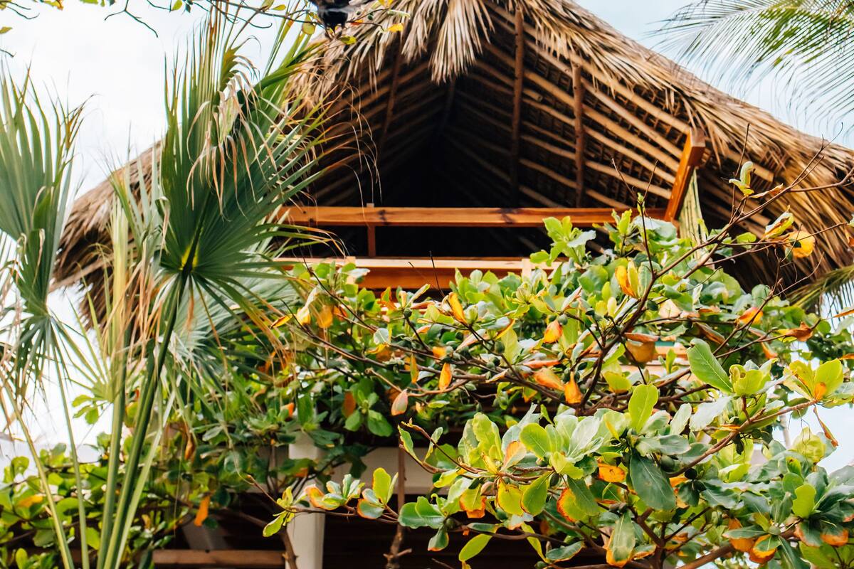 A thatched-roof structure surrounded by lush greenery.
