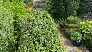 Ein gepflegter Garten mit verschiedenen Sträuchern und einem hohen Nadelbaum.