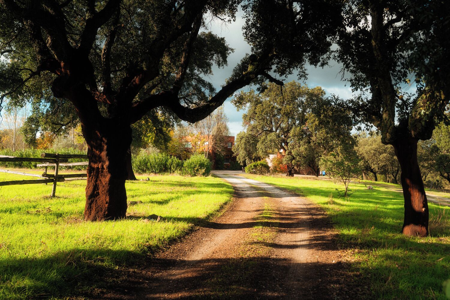 A dirt path flanked by large trees in a park setting.