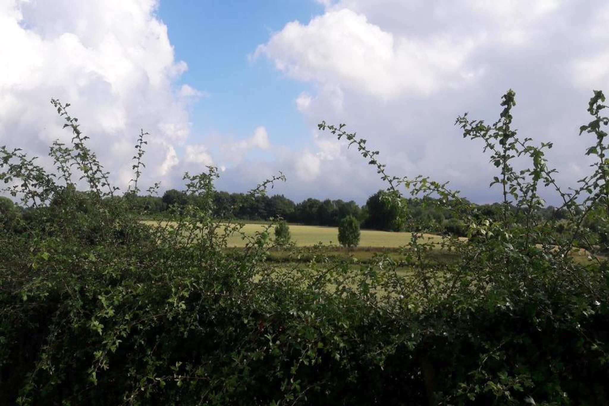 Un paysage rural avec un champ, des arbres et un ciel nuageux.