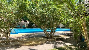 Ein Poolbereich mit klarem, blauem Pool, umgeben von üppiger Vegetation und Palmen.