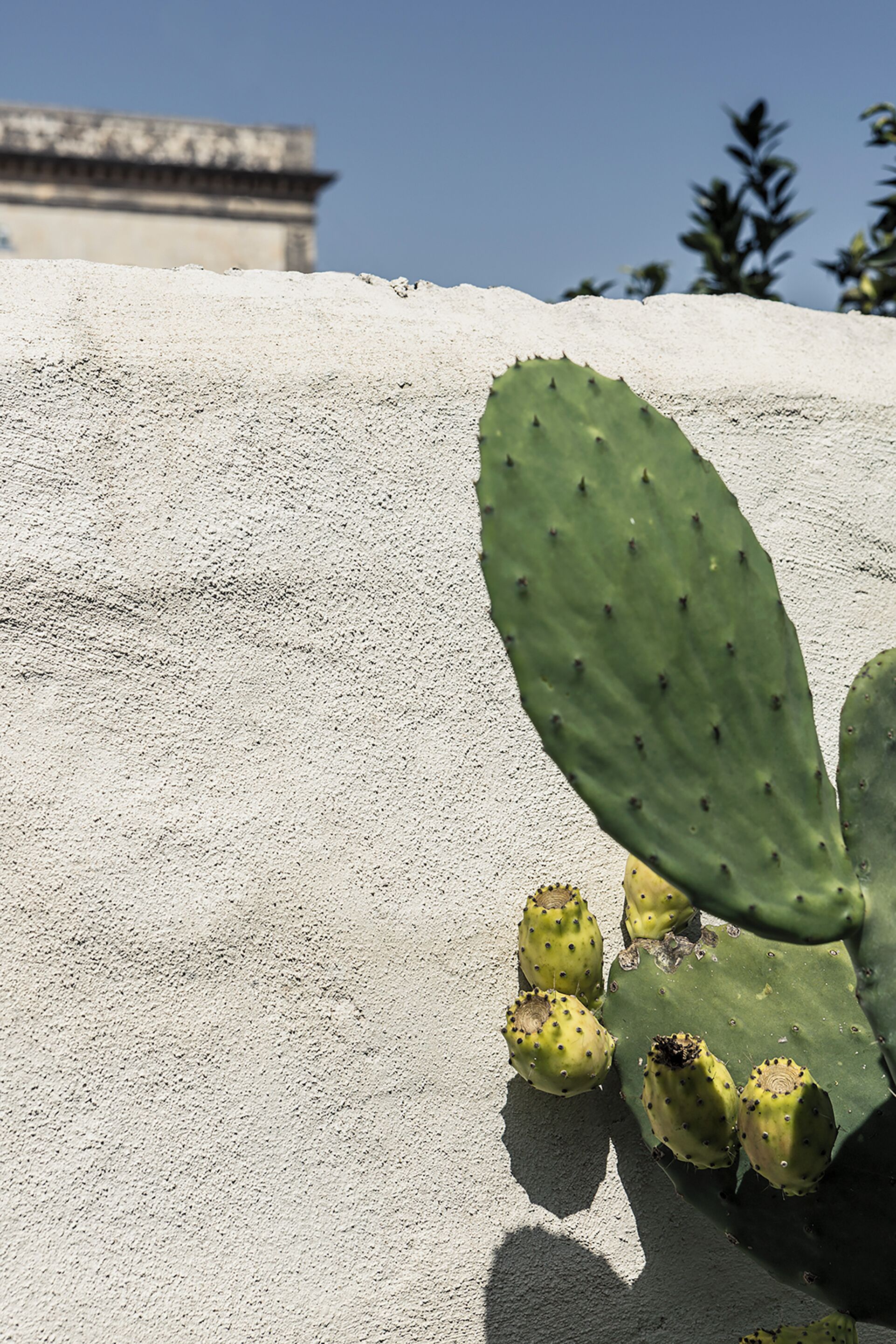 A cactus with green leaves and yellow flowers against a concrete wall.