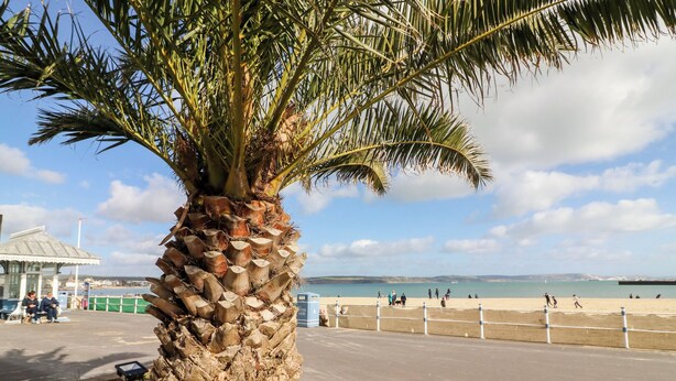 A palm tree by a beach with a clear sky. - Flat 6, Thornlow Heights (Weymouth)
