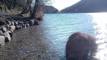 A clear river with rocks and trees along the banks.