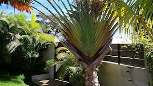 Un jardin luxuriant, où s’épanouissent de nombreuses plantes tropicales, dont un bananier imposant, sous un ciel bleu dégagé.