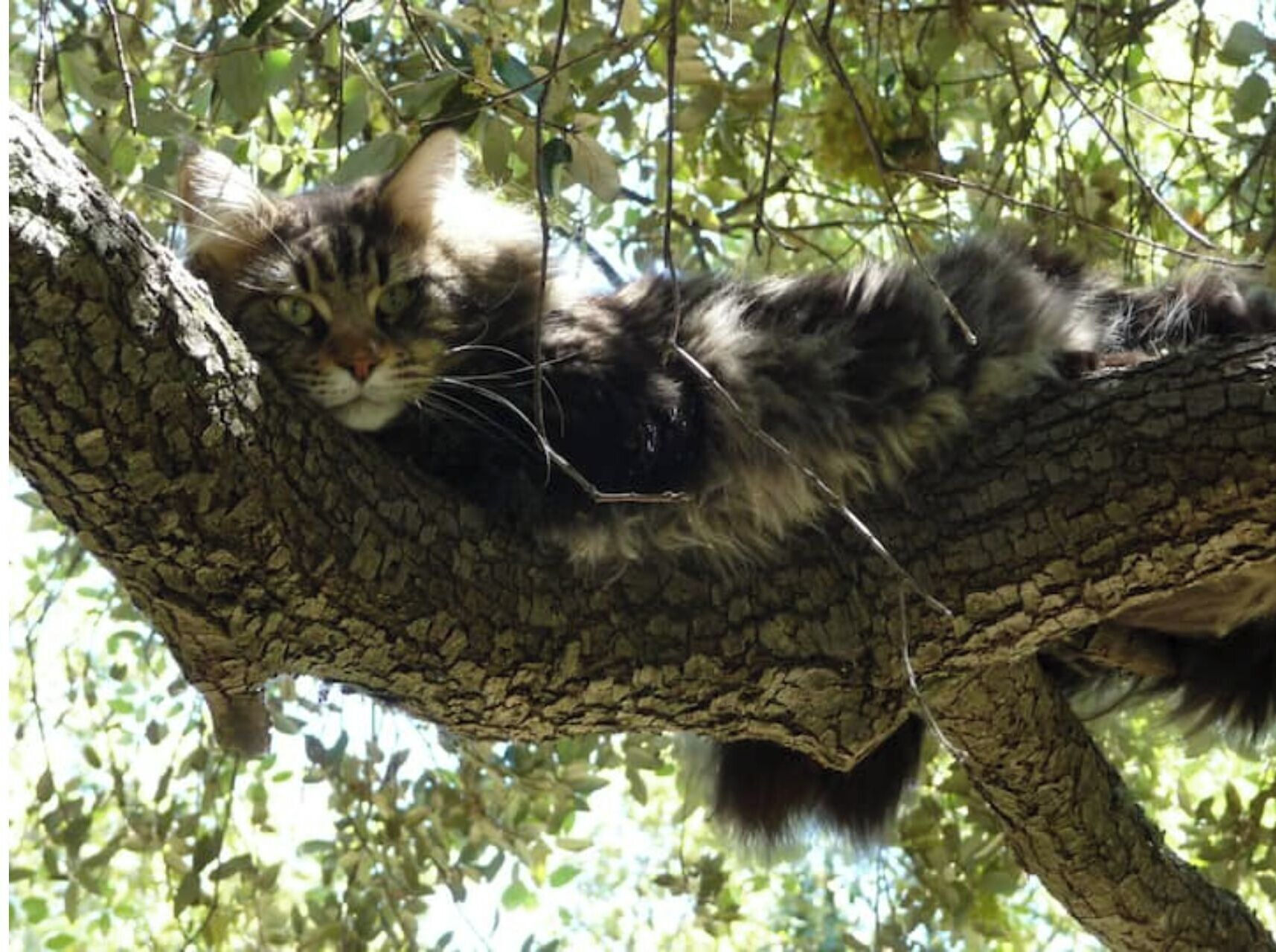 A cat resting on a tree branch.
