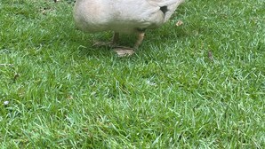 A white bird with black markings on a grassy area with trees and wooden structures in the background.