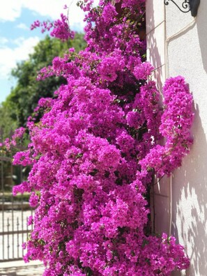 4 bedrooms - Holiday Houses, Villas Mari - With Pool (Supetar)