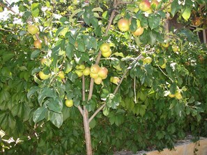 Apartment | 1 Schlafzimmer