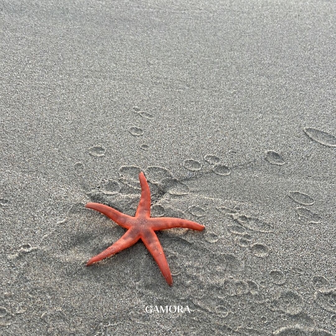 A starfish on a sandy beach.
