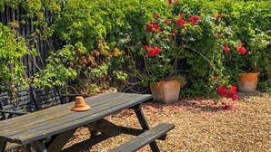 Une table de pique-nique en bois, avec un pot en terre cuite et une plante en pot à proximité.