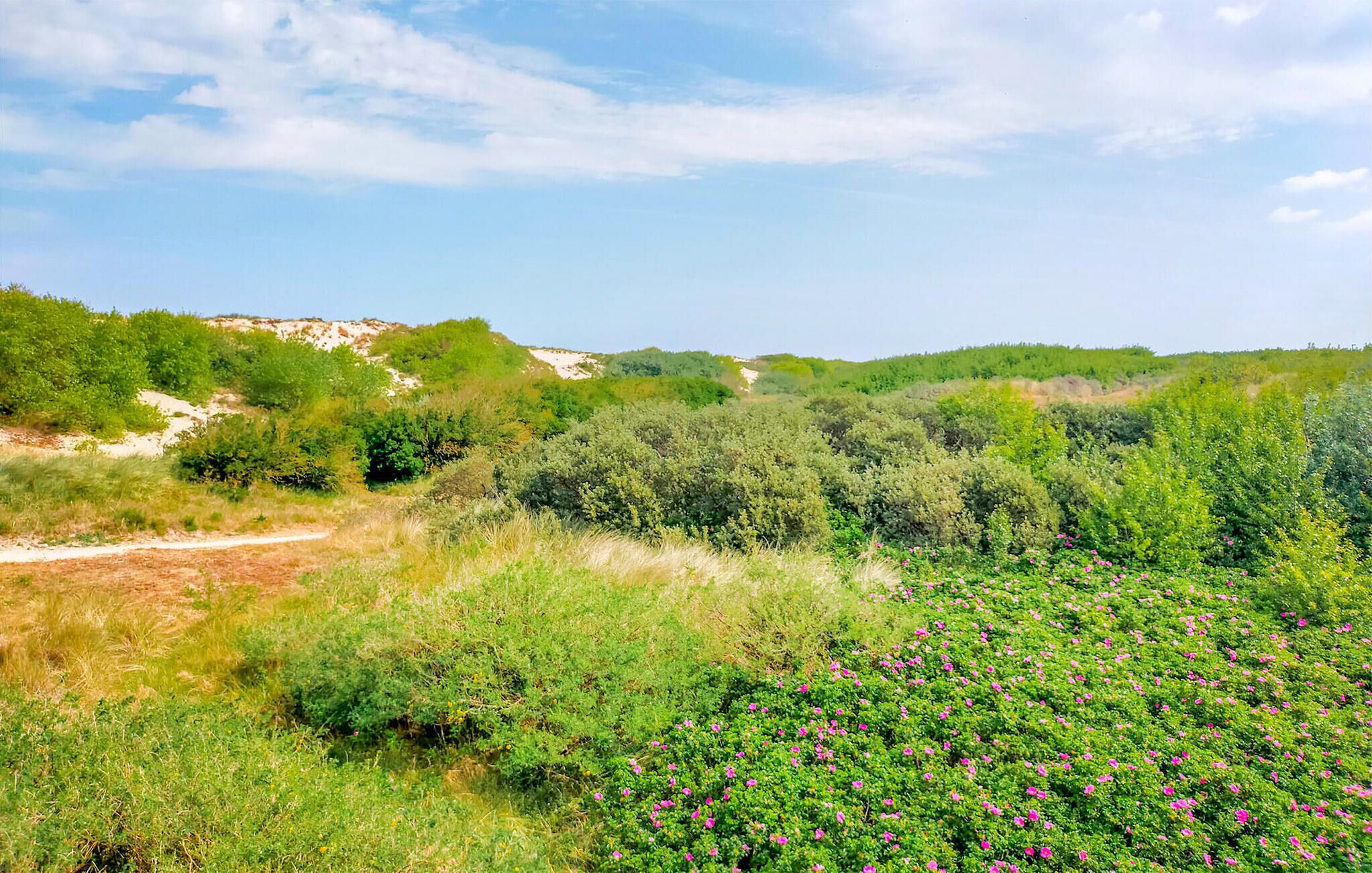 Un paisaje natural con abundante vegetación y un sendero de tierra.