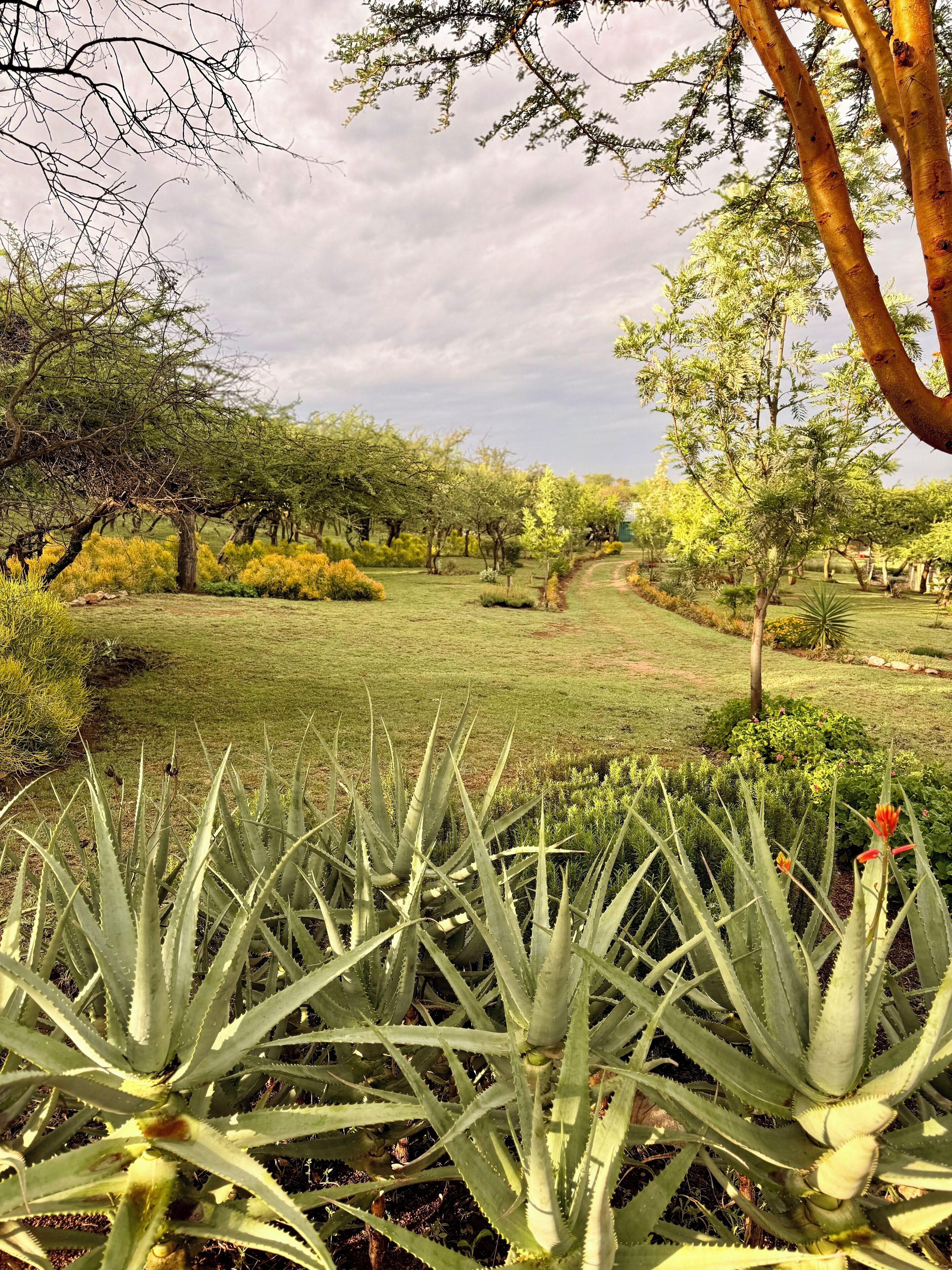 A garden with various plants and trees, a pathway, and a clear sky.