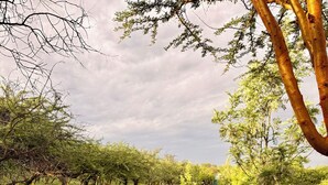 Ein Garten mit verschiedenen Pflanzen und Bäumen, einem Weg und einem klaren Himmel.