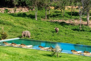 A pool area with lounge chairs and a view of elephants in the background. - Wild Cottages Elephant Sanctuary Resort (Koh Samui)