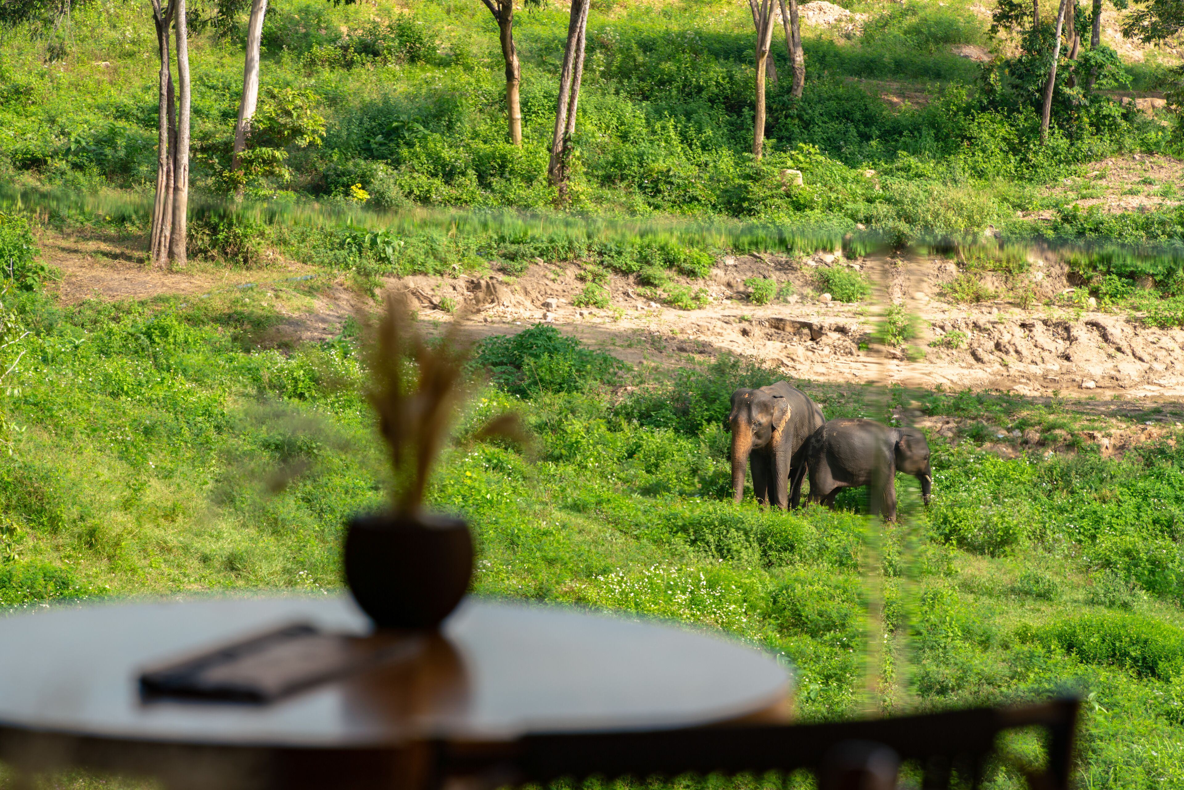 A table with a vase and a book, overlooking a grassy area with elephants.