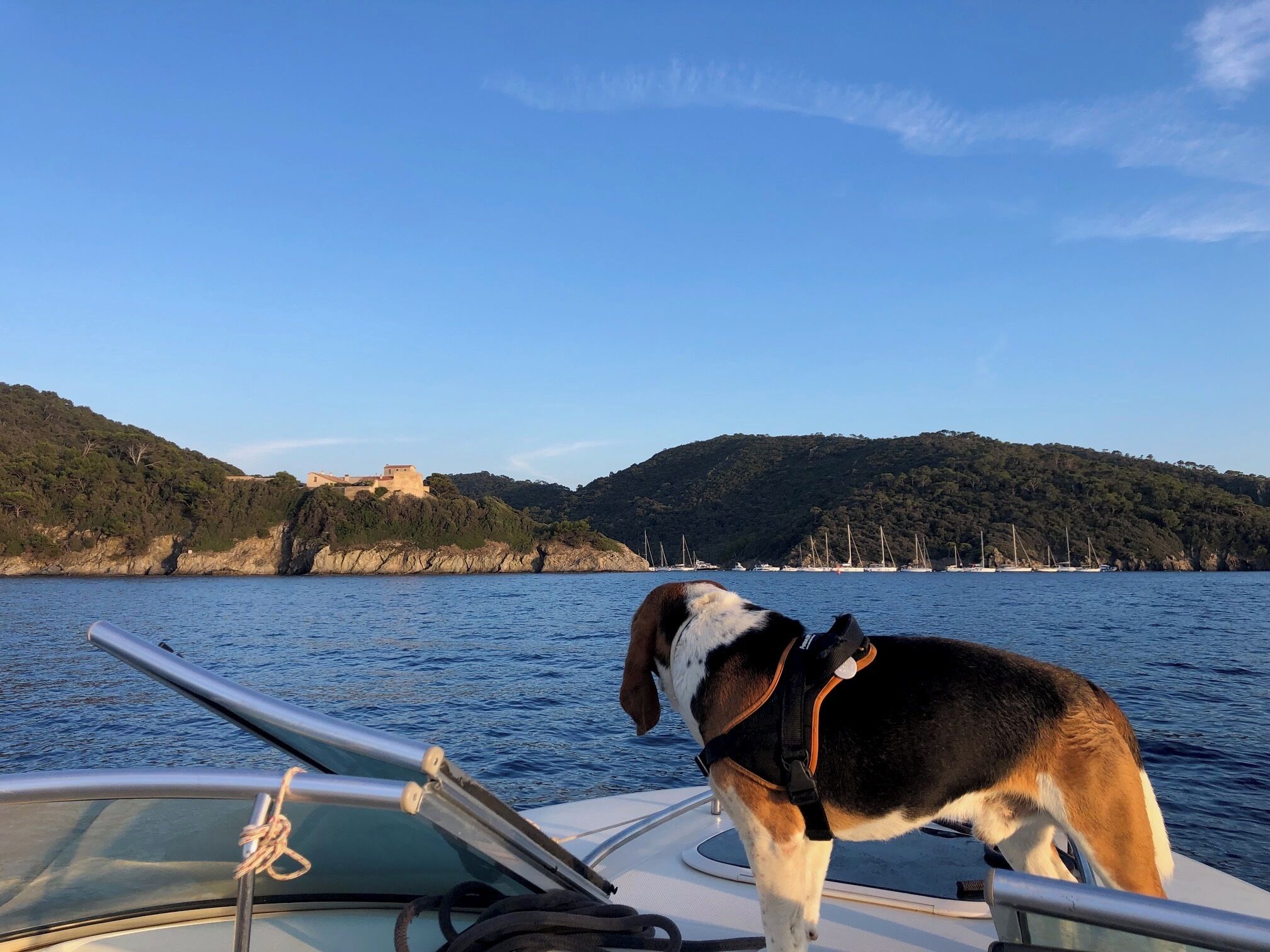 A dog on a boat with a view of a coastal landscape and hills.