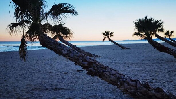 A beach with palm trees leaning over the sand, a clear sky, and the ocean in the background.