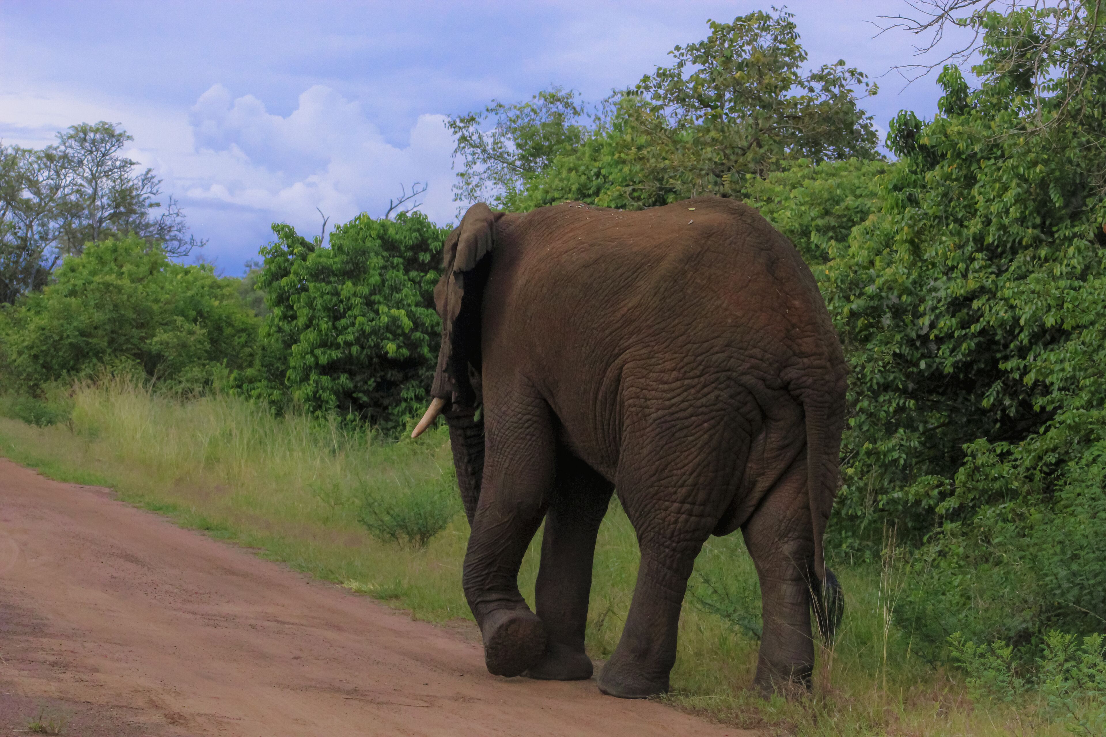 Un elefante caminando por un camino de tierra rodeado de follaje.