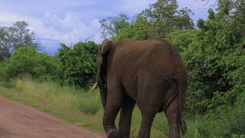 Un elefante caminando por un camino de tierra rodeado de follaje.