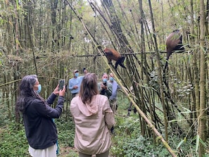 Safari - Virunga House (Muhoza)