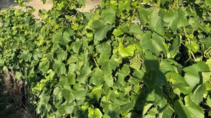 Una casa gialla con tetto rosso, immersa nel verde e alberi.