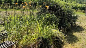 Un vigneto con file di viti e fiori arancioni in primo piano.