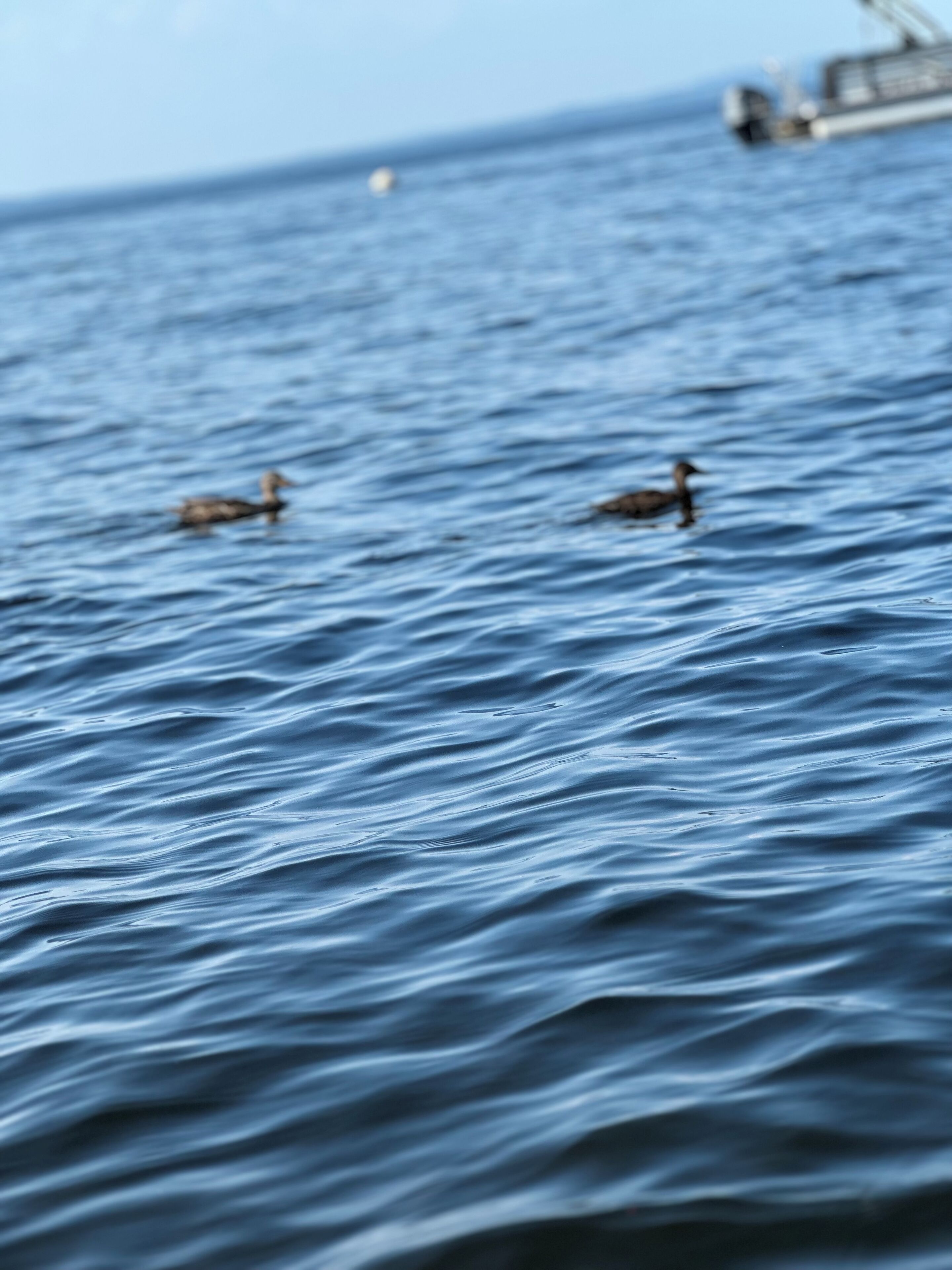 A body of water with two ducks swimming.