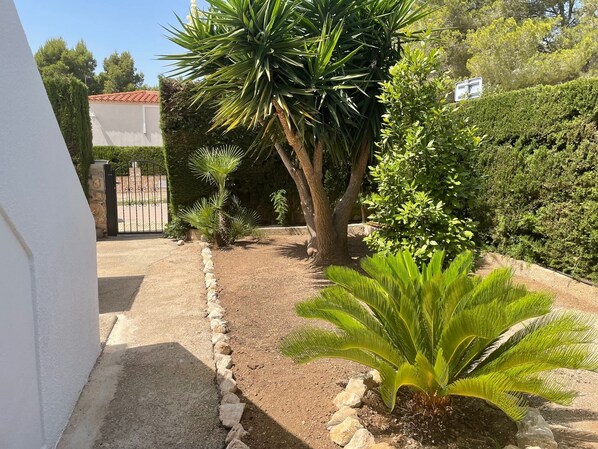 A garden with a palm tree, a small palm-like plant, and a hedge.