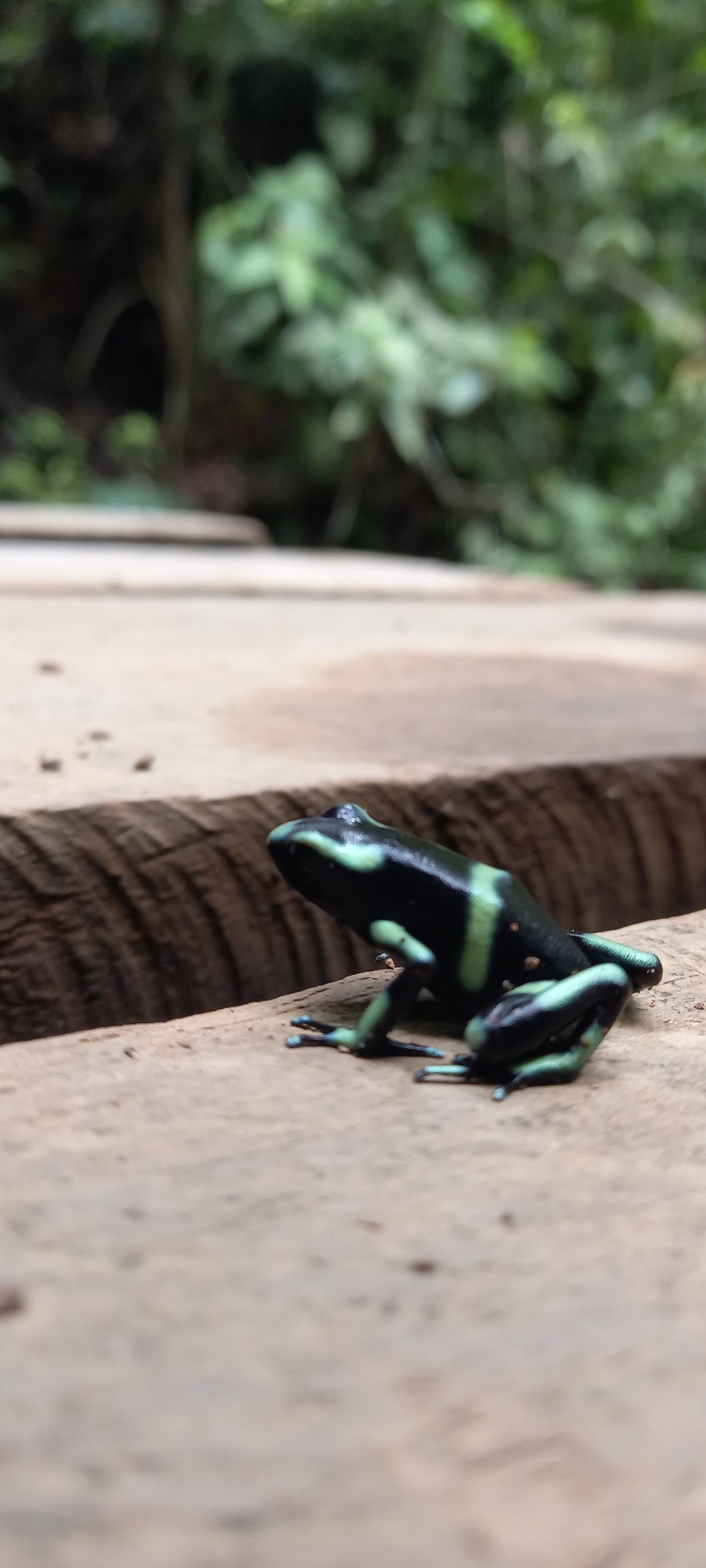 Ein Frosch auf einer Holzfläche.