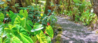 The Pacifica Inn The Nene Room