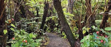 A forested path with ferns and tropical plants.
