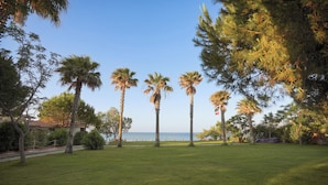 A grassy area with palm trees and a view of the sea.